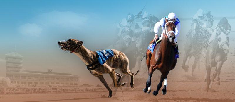 Greyhound and Horse Racing