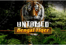 Untamed Bengal Tiger